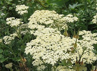 Achillea millefolium 'Alabaster'